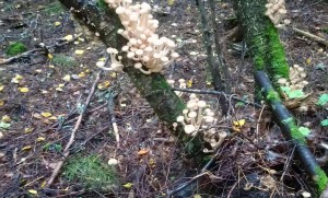 период опят