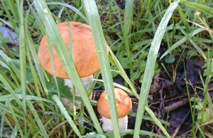 прячутся в траве