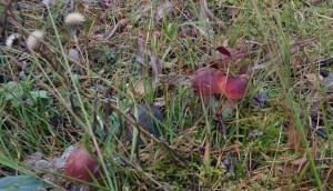 подосиновики