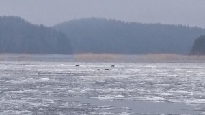 тюлени (нерпы) напротив