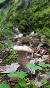 грибы грибы