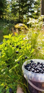 черника черника