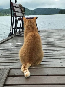 Рыжий кот Рыжий кот