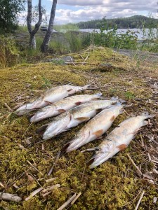 Вечерний уловчик Вечерний уловчик