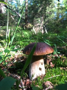 Грибочек Грибочек