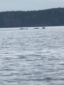 Тюлени на прогулке по Ладоге Тюлени на прогулке по Ладоге