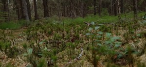 карельский лес карельский лес