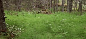 карельский лес карельский лес