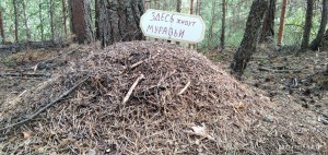 муравейник в лесу муравейник в лесу