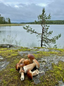 Грибы есть и на островах Грибы есть и на островах