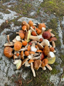 грибы на скалах грибы на скалах