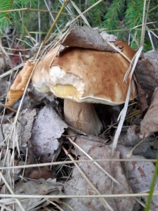 грибы грибы