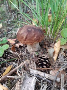 грибы грибы