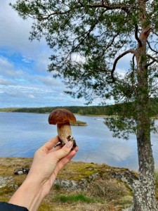 грибы на соседнем островке грибы на соседнем островке