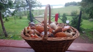 час прогулки в соседнем лесу