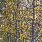 берег-осень.jpg берег-осень.jpg